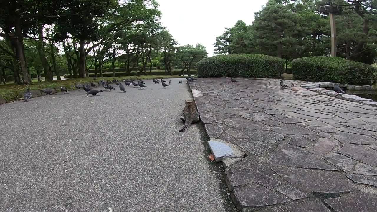 A Cat Stalking A Flock of Pigeons in The Park!