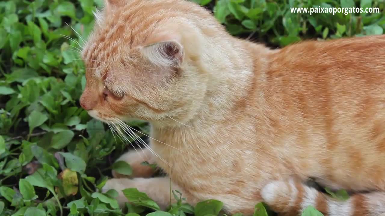 curiosity about orange cats are all orange cats male?