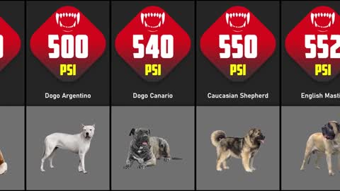 Dogs Bite Force Comparison | TOP 30 DOGS WITH STRONGEST BITE FORCE