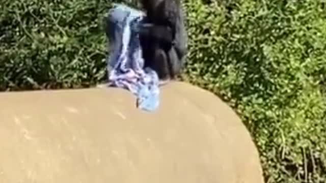 Best Back Flip Of The Year SO Far... #shorts #monkey