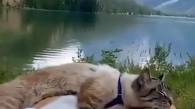 2021 Cat And Dog Become Best Friends | Dog Cat Interaction | Cat Friends With Dog#####