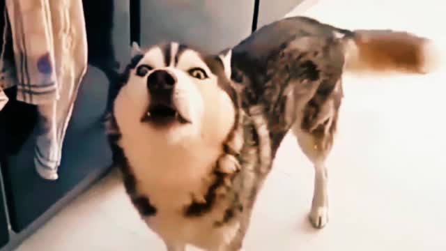 BEAUTIFUL GOG,S & FUNNY VIDEO 🐕🐕🐕🐕