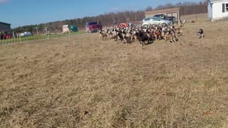 Annual Spot Hollow Flock Migration - 2024