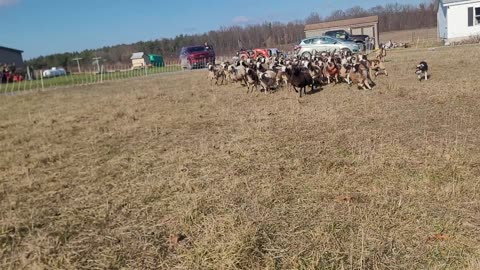 Annual Spot Hollow Flock Migration - 2024