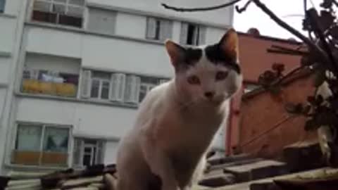My cat is very strong