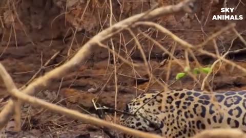 Amazing Snake Python King Cobra Big Battle In The Desert Mongoose _ Amazing Attack of Animals