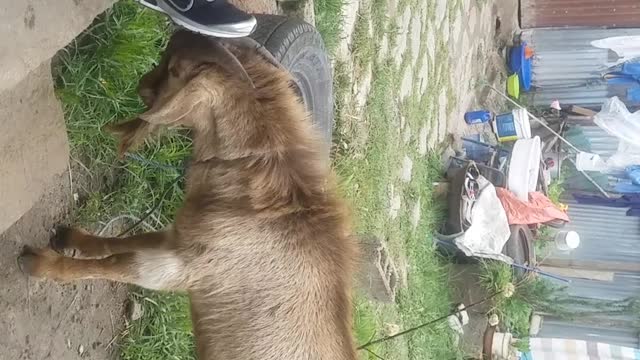 Easter Goat end life game