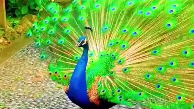 Very beautiful peacock dancing in a beautiful place