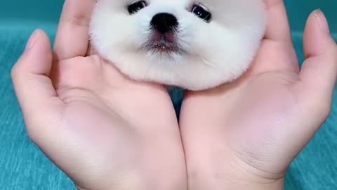 This puppy is so cute