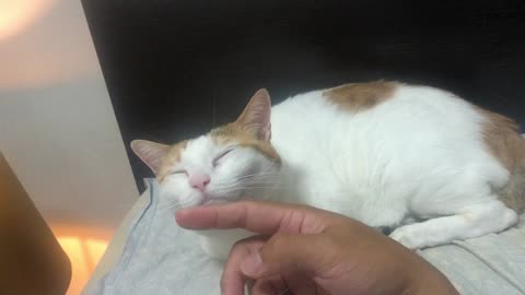 Cat enjoys a chin rub a little too much