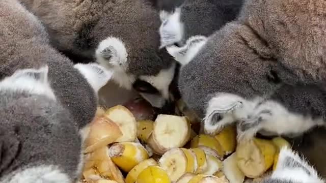 The raccoon