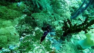 180 degree rotating Nudibranch experience