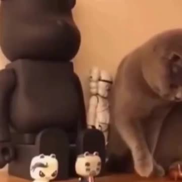 Cute and funny cat