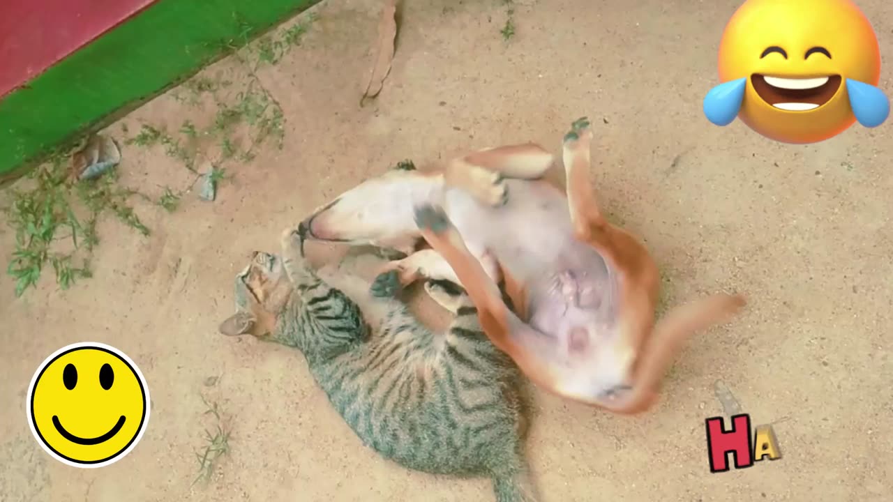 Funniest Cats and Dogs Videos 2024 😹🐶 Best Funny Animal Videos 😂 Funny Pets Zone #joy#pet #cat #fun