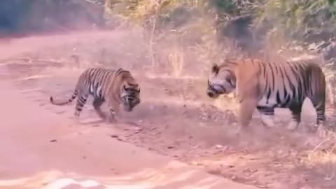 Amazing clash tiger vs tiger 🐅