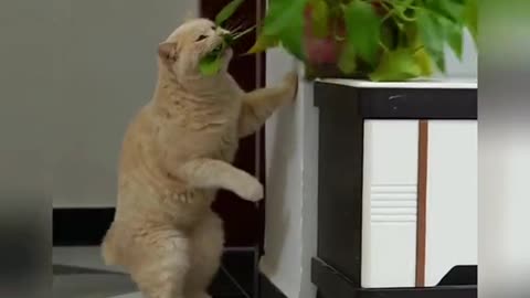 These cats are truly evil 😂😂😂