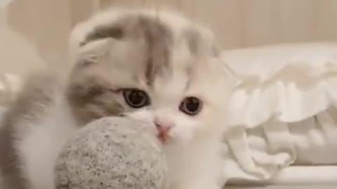 😽😽😽😽😽😽how to train your cute kitten😽😽😽😽😽😽cute kitten short leg video 😽😽😽😽