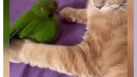 Funny animals