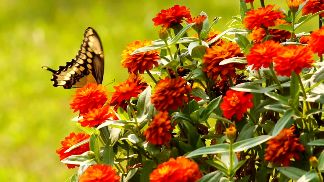 Butterfly,Butterfly video,animl,animal video