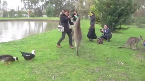 Funny Difference Animal Chasing And Scaring People 2023