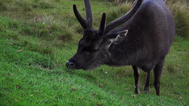 Amazing captures of Elk eating grass in beautiful background, high-quality 4k/30fps