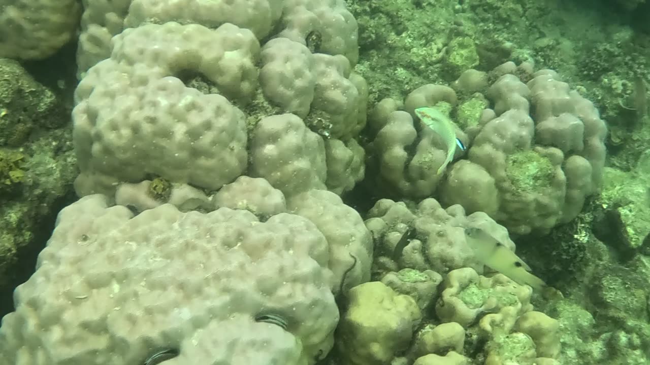 Snorkeling Adventures Philippines. A lot of sea life and new corals are growing!!