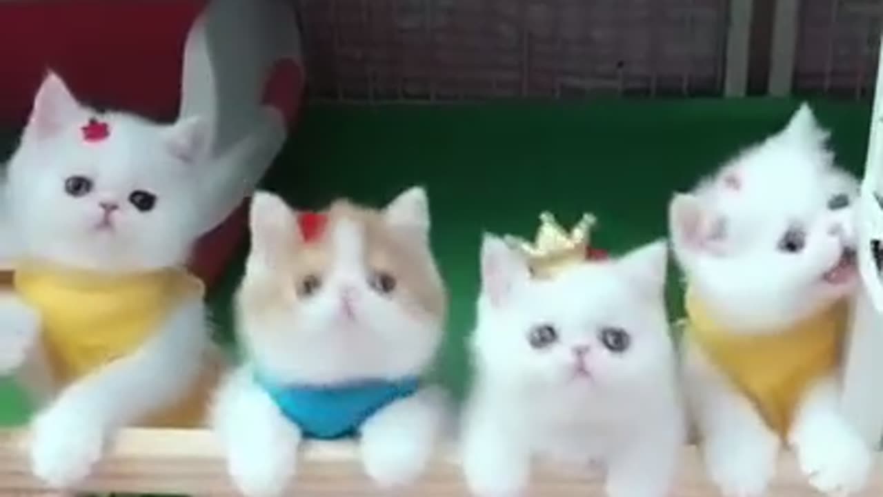 Cat funny video