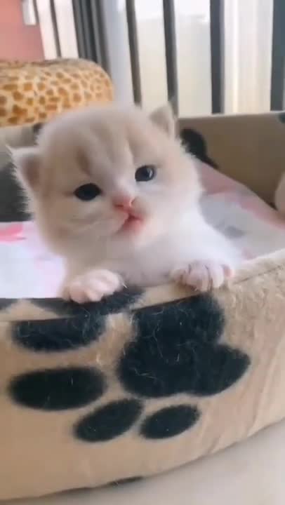 cute cat shorts❤ #shorts #cat #cutecat