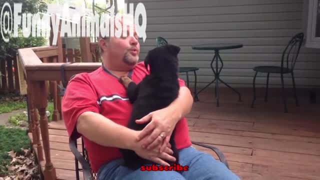Hilarious cute dogs and cats funny compilation