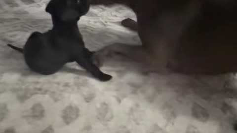 If This Doesn’t Make Your Day, Nothing Will… 