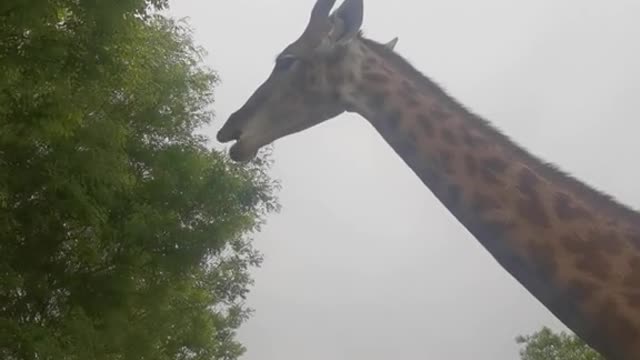 The giraffe