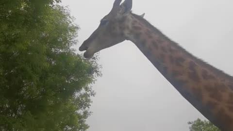 The giraffe