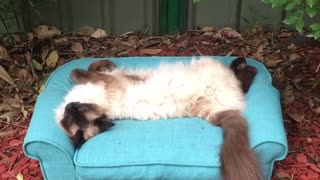 Cozy cat chills out on her own personal sofa