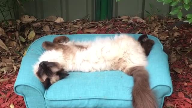 Cozy cat chills out on her own personal sofa