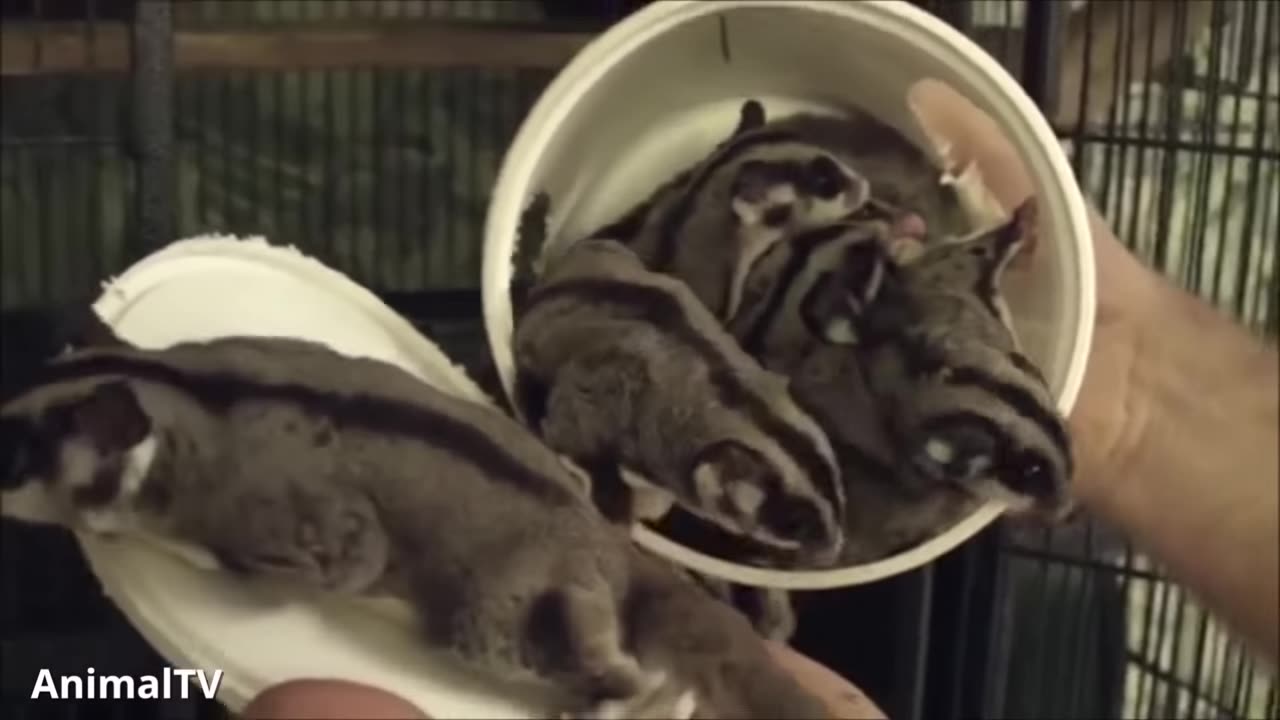 sugar-gliders-flying-funny-cute-compilation