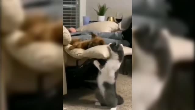 Funny video naughty cat