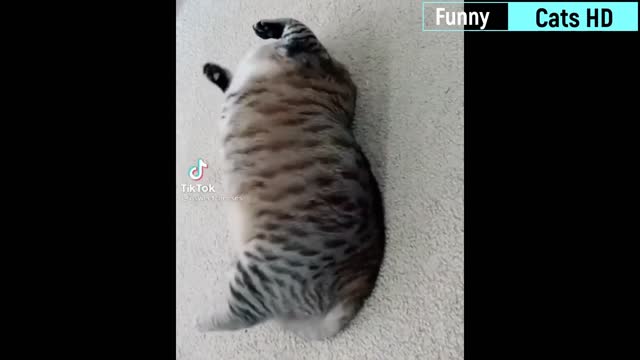 Best Funny Cat Videos Of This Week # Funny Cat Moments # 16