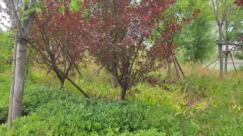 Trees with red leaves look great with green grass