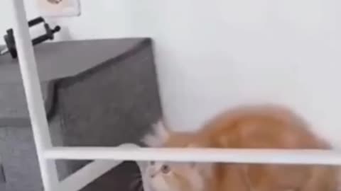 Funy cat