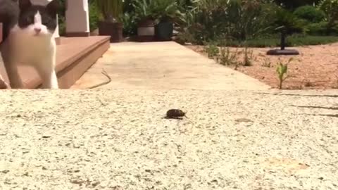 Two cats playing with black beetle bug