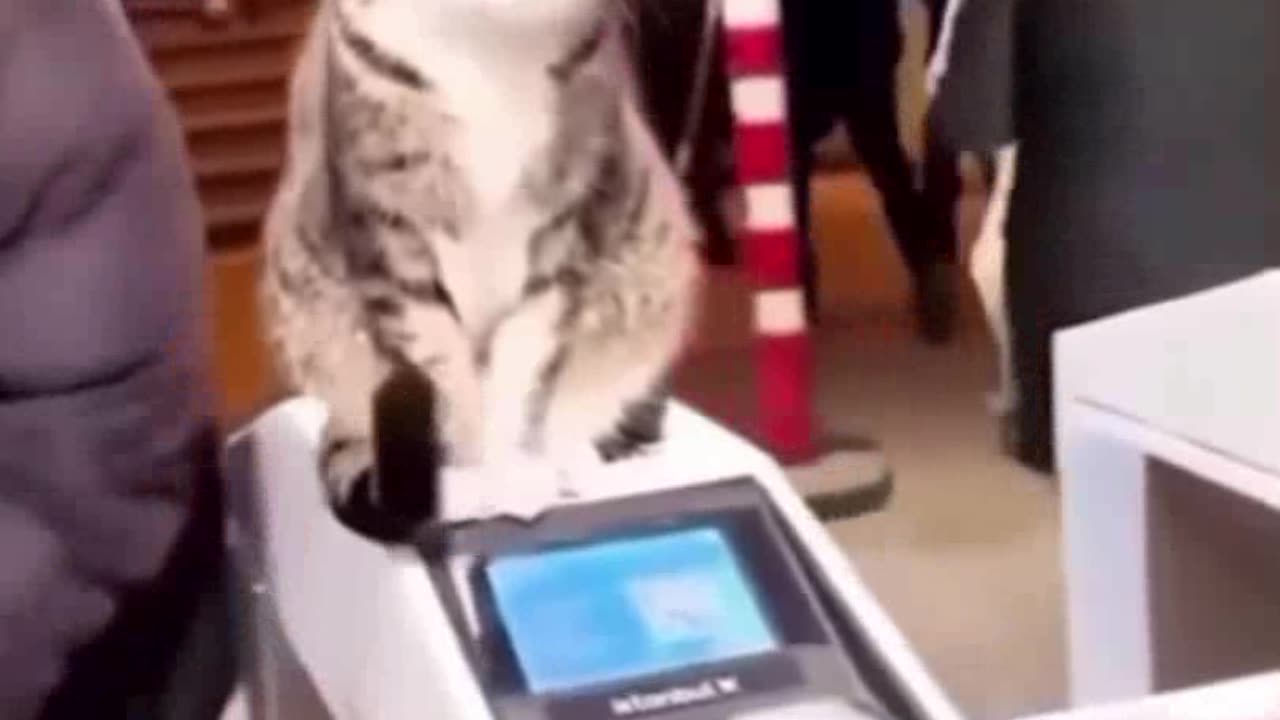 🤣😹 Funny animal video 😹🤣