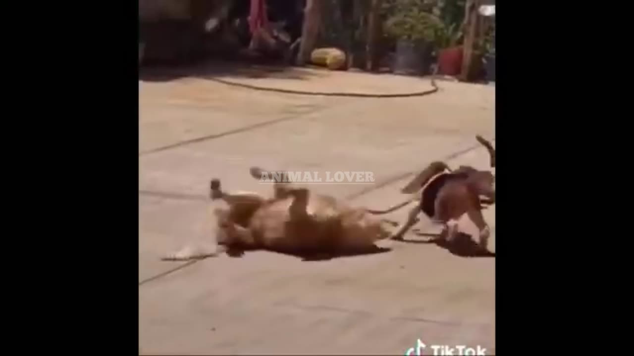 Animal Funny videos 😝