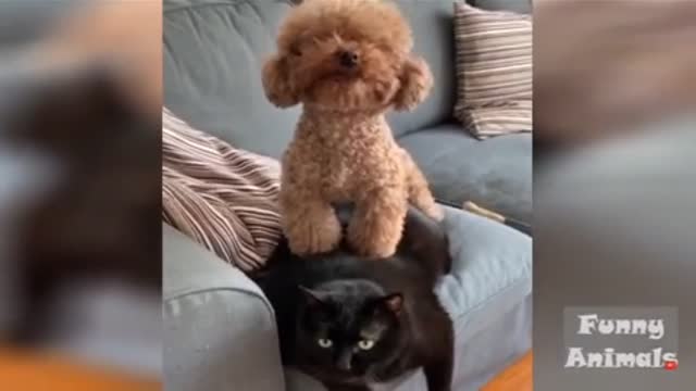 Funny animals video reactions