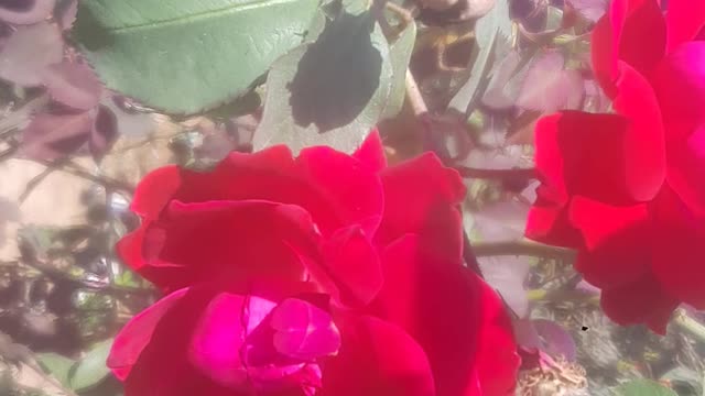 Rose flowers