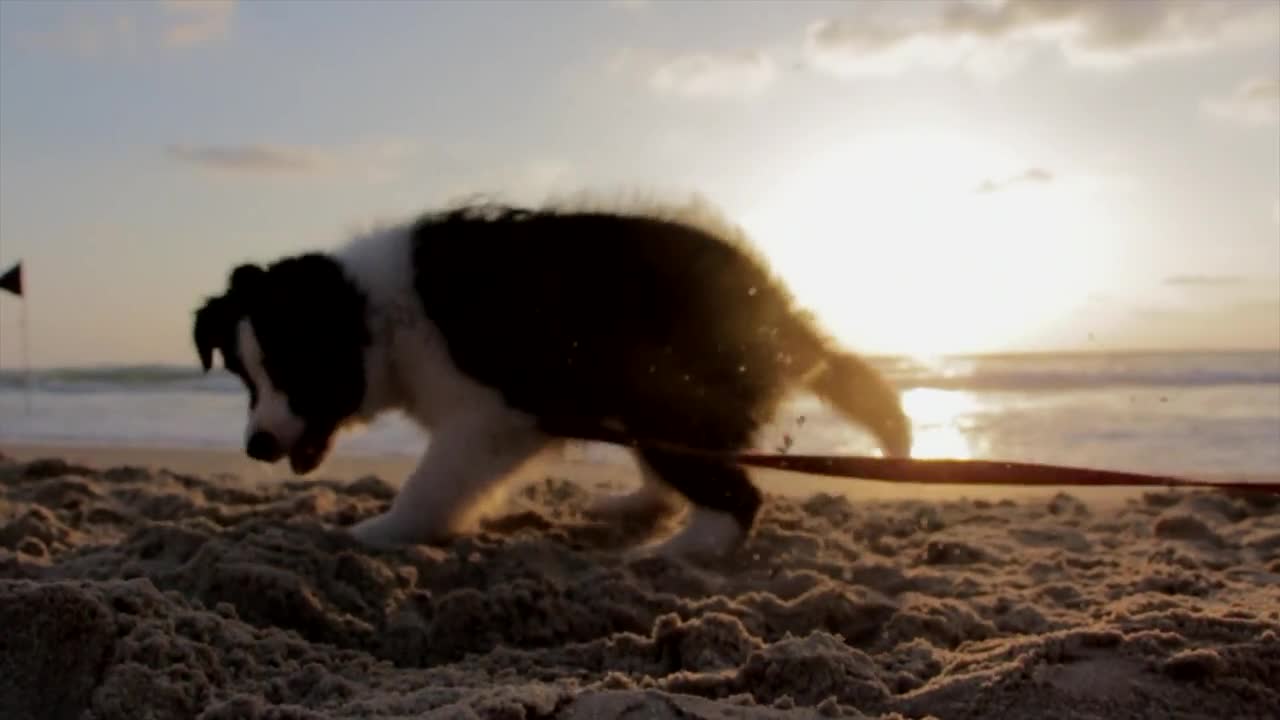 a cute puppy playing on the beach!