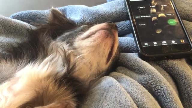 Sleeping dog gets woken up by alarm clock, can't believe it