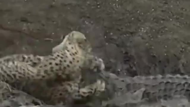 Jaguar vs crocodile status!!!!!