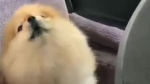 Pomeranian trying to sing 🥺 this is so cute.