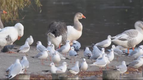 Gull Bird in the water