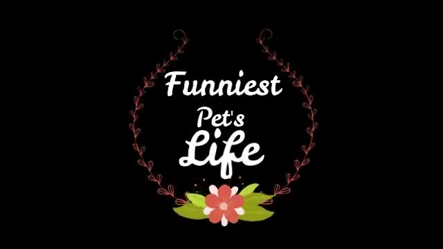 pet_lovers_like_you
